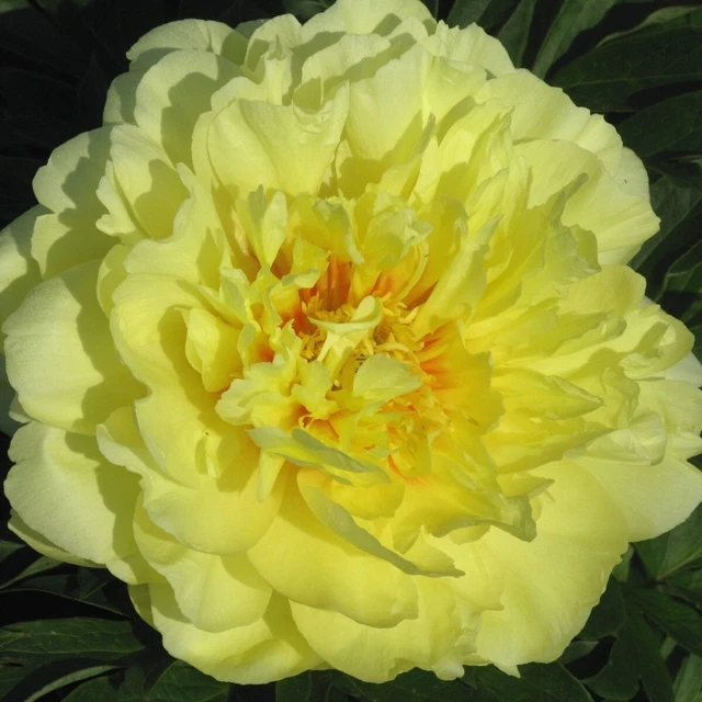 Peony Yellow Flower Seeds With Double Blooms And Red Heart Fragrant Pretty Plant