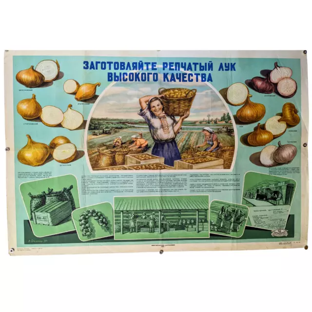 vegetable shop AD Poster / We sell high quality onions / 1959 - Sachkov