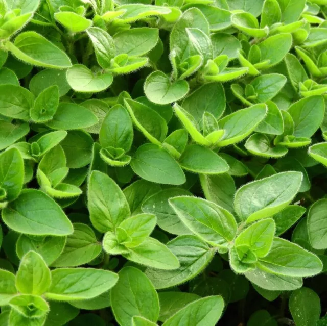 Marjoram Seeds | Sweet | NON-GMO | Heirloom | Fresh Garden Seeds