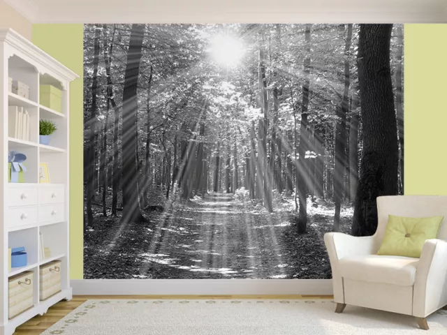 Forest sunlight and shadows black and white photo Wallpaper wall mural (8176166)