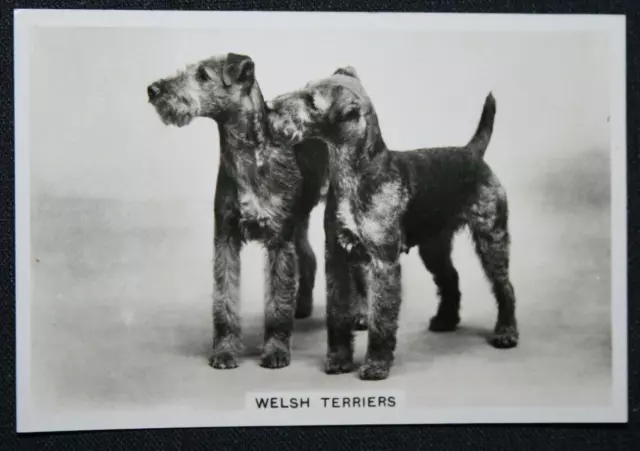 WELSH TERRIER   Vintage 1939 Dog Photo Card  VC25MS