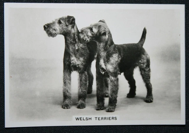 WELSH TERRIER   Vintage 1939 Dog Photo Card  BD26MS