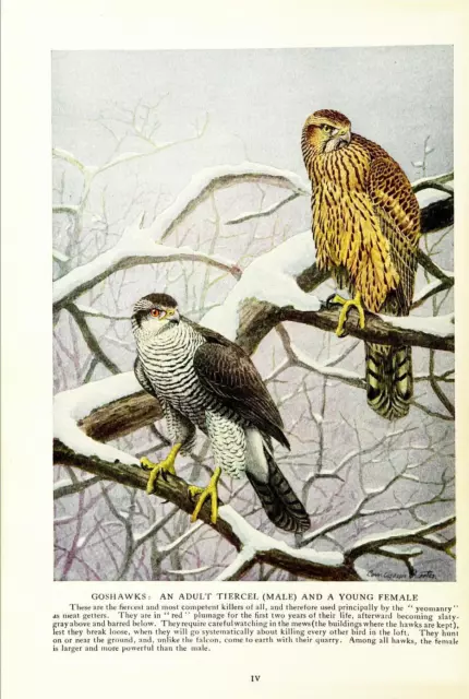 Falconry, Coursing, Hawking Old Books Collection 37 PDF E-Books on 1 DVD 2