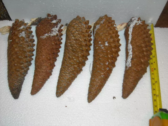 5 conos de pino perno perno de perno de oro fresco todos 6" de largo o más