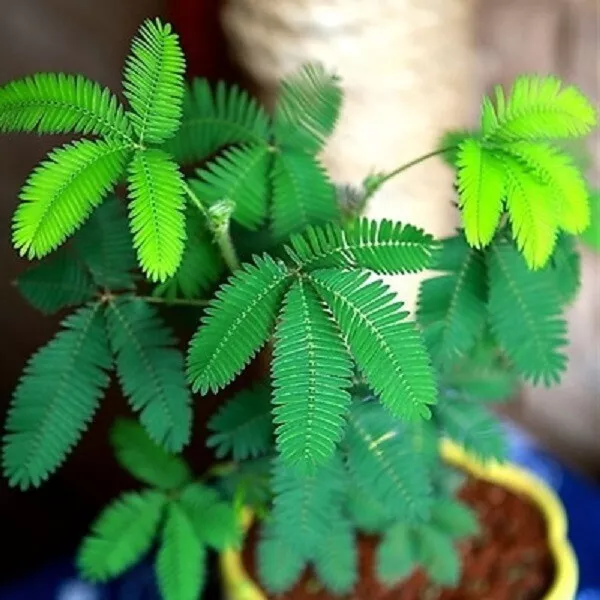 Seeds Sensitive Plant Sleepy Mimosa Shameplant Touch-Me-Not Dwarf Flower 100