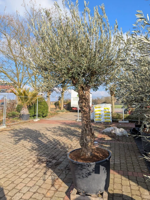 Olivenbaum Winterhart Olivenbaum Olea Europea Winterhart  Formgehlz,  Verschiedene Gren, Von Blumen Senf Mediterrane Pflanzen Winterhart