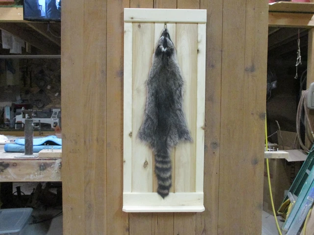 Raccoon pelt aspen wood, taxidermy fur real animal, tanned hide wild animals
