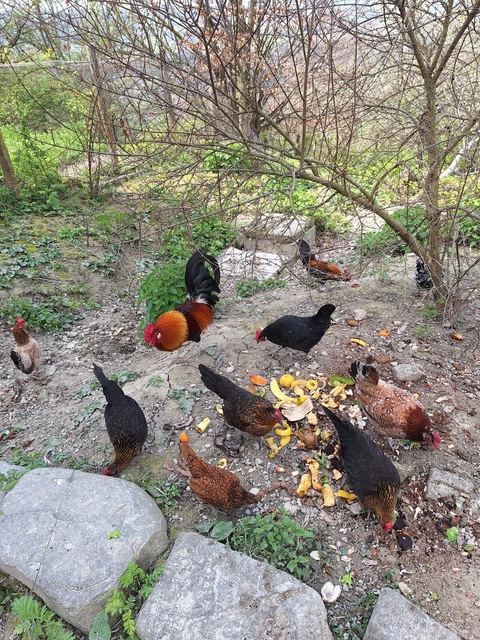 Polli ornamentali di razza - Animali In vendita a Lodi