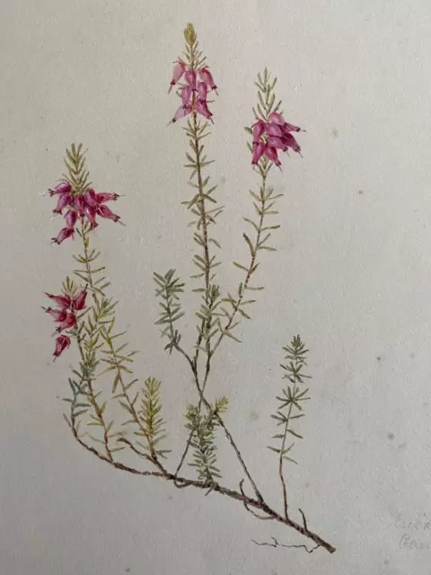 19th Century WATERCOLOUR c1870 FLOWERS ERICA CARNEA HEATHER STILL LIFE BOTANICAL