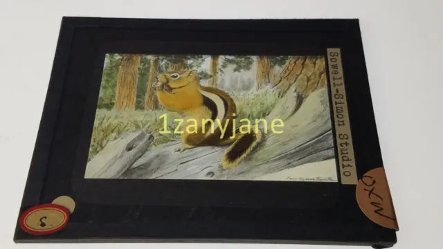 OXN Glass Magic Lantern Slide Photo SOWELL-SIMON STUDIO SQUIRREL AAAAA