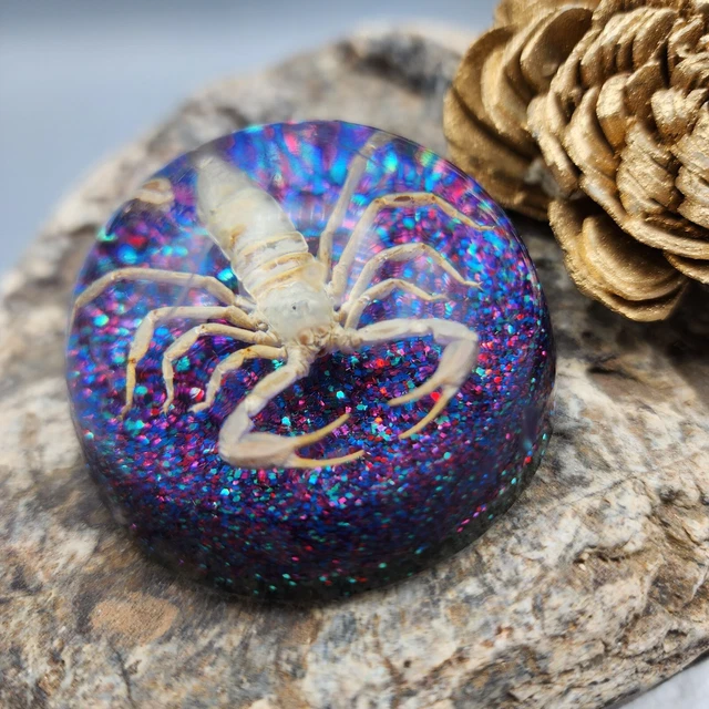 Scorpion Taxidermy Paperweight 2" Goth Halloween Black Purple Creepy v4