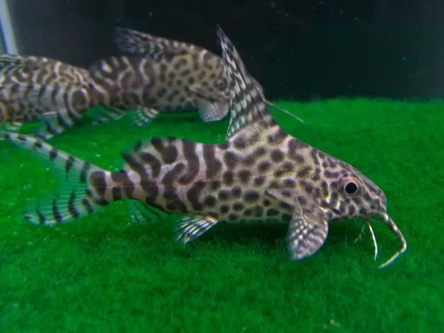 Synodontis Pygmy Catfish - Colourful Fresh Water Aquarium Live Fish 2