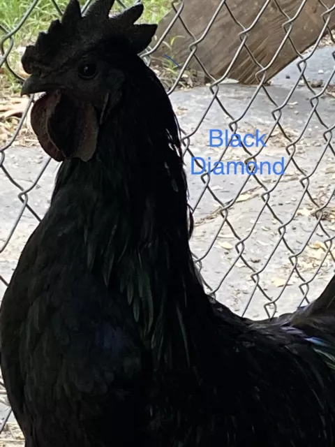 6 Rare, Pure Black, (FLF Origin) Ayam Cemani Fertilized Hatching Eggs