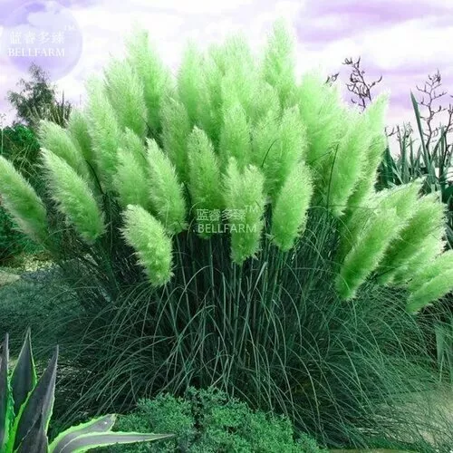 Green Pampas Grass 200 Seed Cortaderia Selloana Ornamental Flower Garden Plants