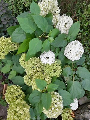 HYDRANGEA ARBORESCENS ANNABELLE Hortensie winterhart weisse