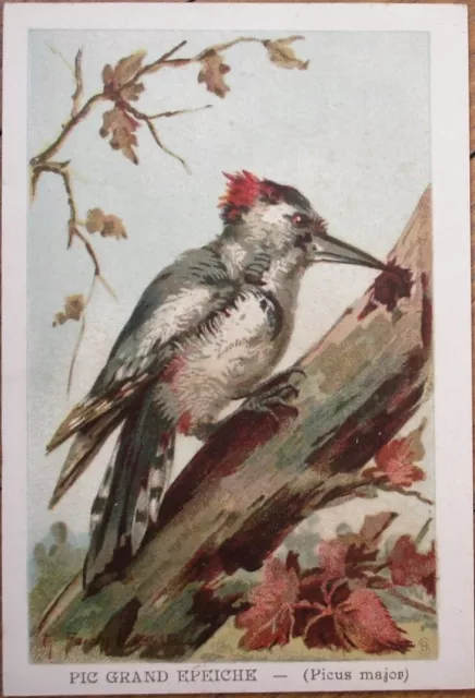 Bird Print 1890 French Shoes Trade Card, Artist Signed, Great Spotted Woodpecker