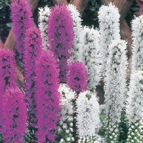 50+ Liatris Purple and White Mix / Perennial Flower Seeds