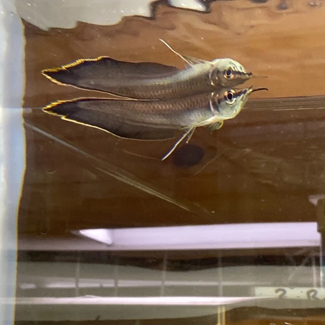 Black Arowana (Osteoglossum ferreirai) tropical live fish