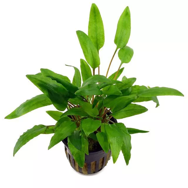 1Töpf Cryptocoryne Wendtii Grün / Wasserkelch  Aquariumpflanzen Wasserpflanze