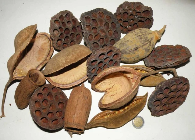 Lote De 15 Semillas/Flores Tropicales para Decoración (001)