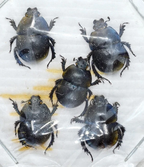 THORECTES SP. DE Tunisie (Coleoptera Geotrupidae), 5 ex. EUR 8,00