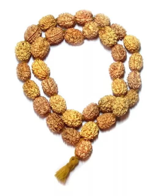 3 Three Mukhi Rudraksha Mala Surya Agni Siddha Mala 108+1 Collector Japa Beads