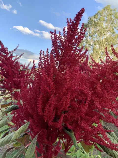 Amaranth Red Garnet 225+ Seeds Grown And Climatized On QLD Urban Regen farm