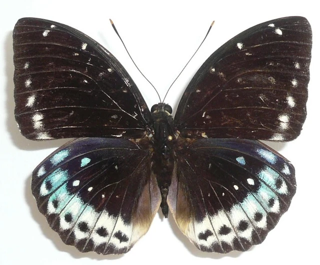 Lexias Aegle Miyatai Male From Sumbawa Isl.