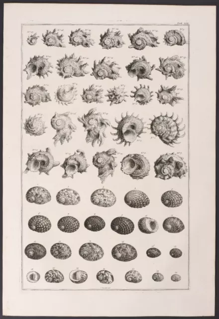 Seba - Shells. 59-2, 1765 Curiosities Original Folio Engraving