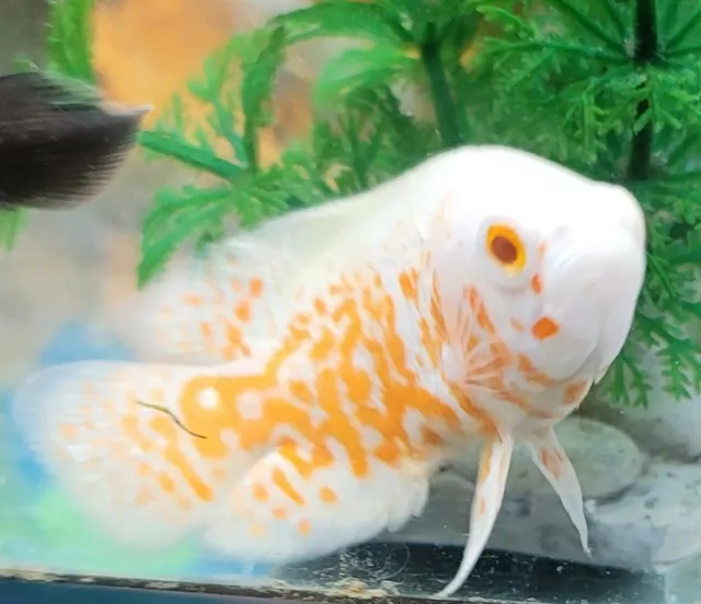 Albino Ruby Oscar 4" plus Imported Asia top Breed  live tropical fish