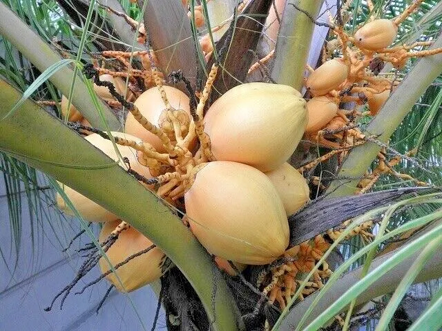 1 Dwarf Yellow Coconut Seeds (Cocos nucifera)