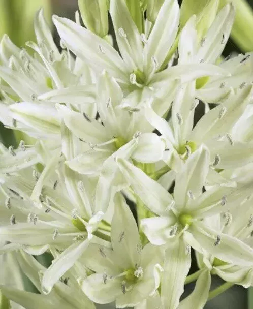 Camassia Leichtlinii Alba 30 Seeds Early Spring Flowering Garden