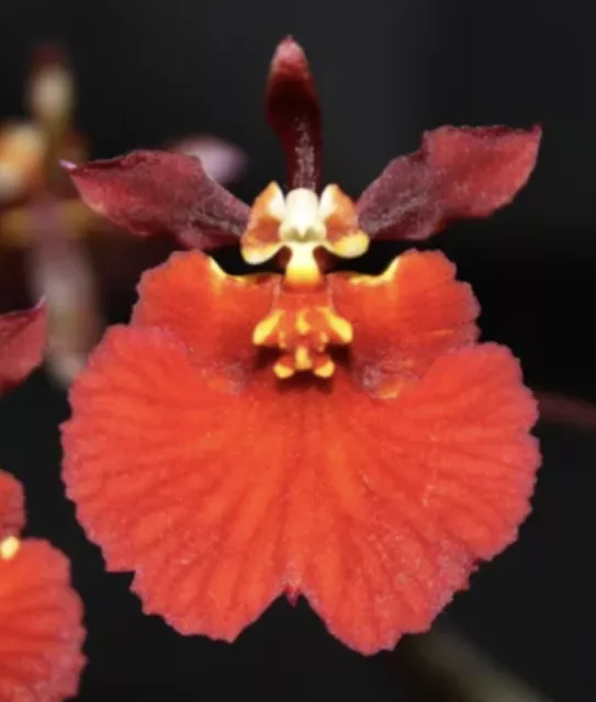 Astro Jaguar on X: Schombocatonia Mem. Louise Fuchs X. Cattleya