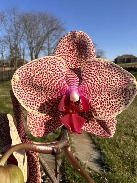 Orchid Spotted Phal Phalaenopsis I-Hsin Sesame. Mericlone. 1 Low SPIKE. LAST ONE