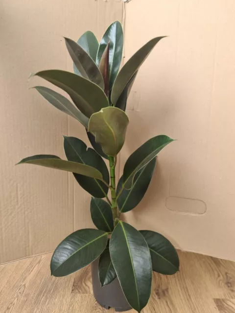 Ficus Melany Indoor Rubber Plant for Home or Office (60-75cm)