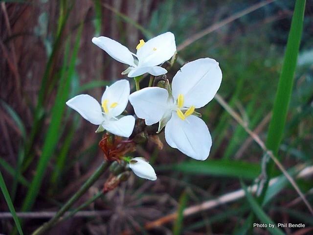 Libertia grandiflora plant, 9cm pot