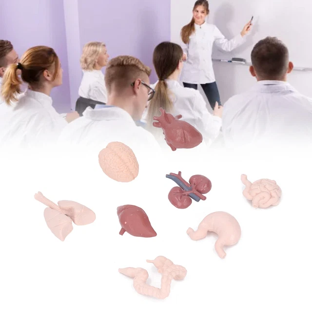 HUMAN ORGAN MODEL Simulation Body Anatomy Educational Tool Brain Heart ...