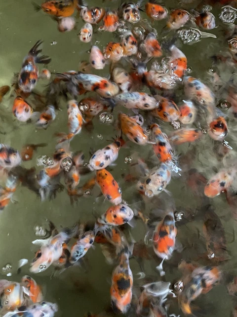 (Set of 2) Thai Baby Ranchu Calico 2"  FREE TWO-DAY SHIPPING 3