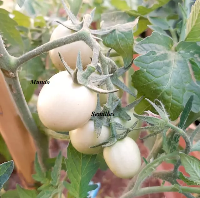 Pomodoro Uovo Bianco Varietà Asiatica Rara Semi Seeds Orto