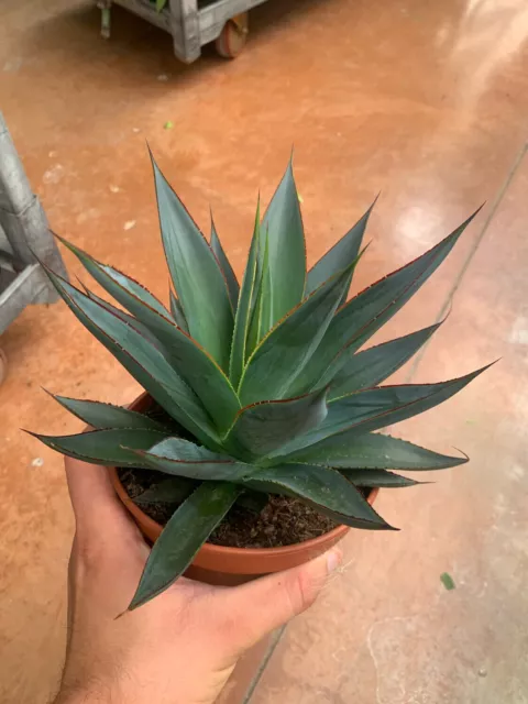 Agave 'Shaka Zulu', Pianta Succulenta/Pianta Grassa - vaso Ø 15cm