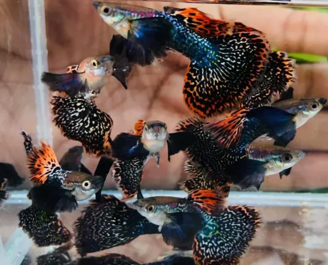 1 Trio Live Guppy Fish Dumbo Dark Dragon High Quality Usa Seller - 1Male 2Female 1 Trio Live Guppy Fish Dumbo Dark Dragon High Quality Usa Seller - 1Male 2Female