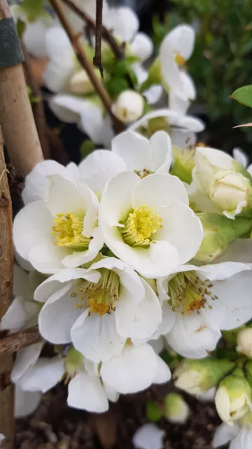 Chaenomeles speciosa 'Nivalis' / Cognassier du Japon blanc pur / Conteneur de...