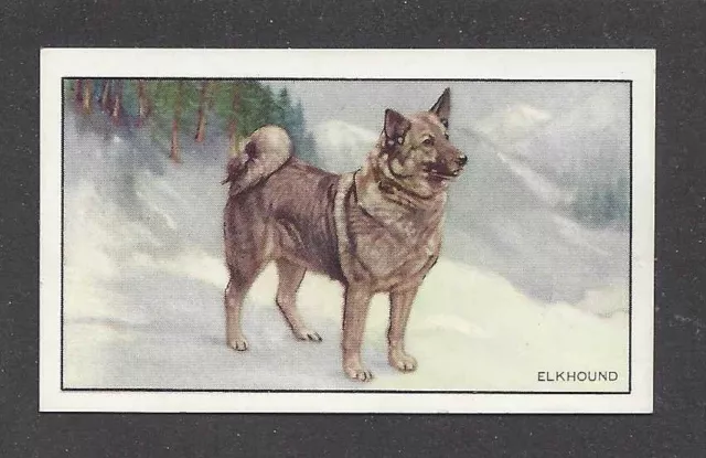 1936 UK Dog Art Full Body Portrait Gallaher Cigarette Card NORWEGIAN ELKHOUND