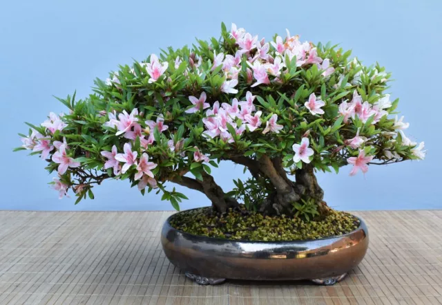 Bonsái al aire libre, azalea Satsuki 'Nyohozan' molde de balsa | Bonsai jardín-Müller