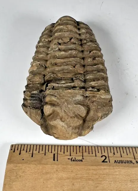 Authentic Fossilized Trilobite from Morocco.  Weight (grams): 106