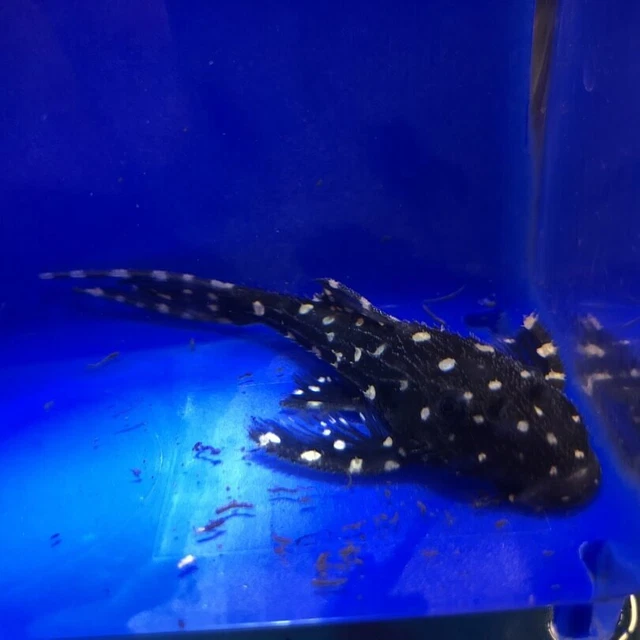 Adonis pleco 6-7" in length live tropical fish