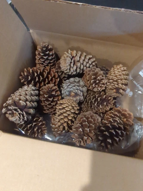 Conos de pino, pino loblolly un bonito ""cubo completo", 20-25 hermosos conos. "Perfecto"