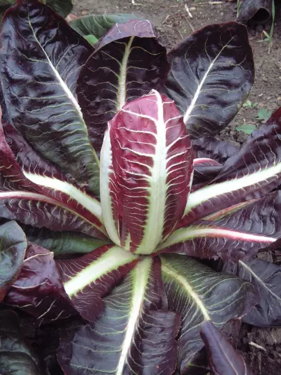 Vegetable - Chicory Red Rossa Di Treviso 4 Early - 1250 Premium Seeds- 1st Class