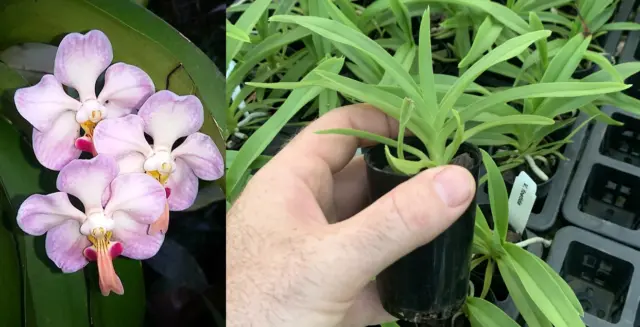 RON Orchid Vanda V. foetida 50mm Pot SPECIES RARE!