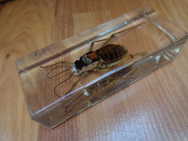 ARMOURED CRICKET TAXIDERMY Glass Block Real Life Bugs & Insects ...